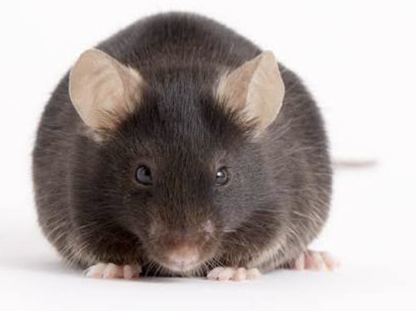 C57BL/6 mouse