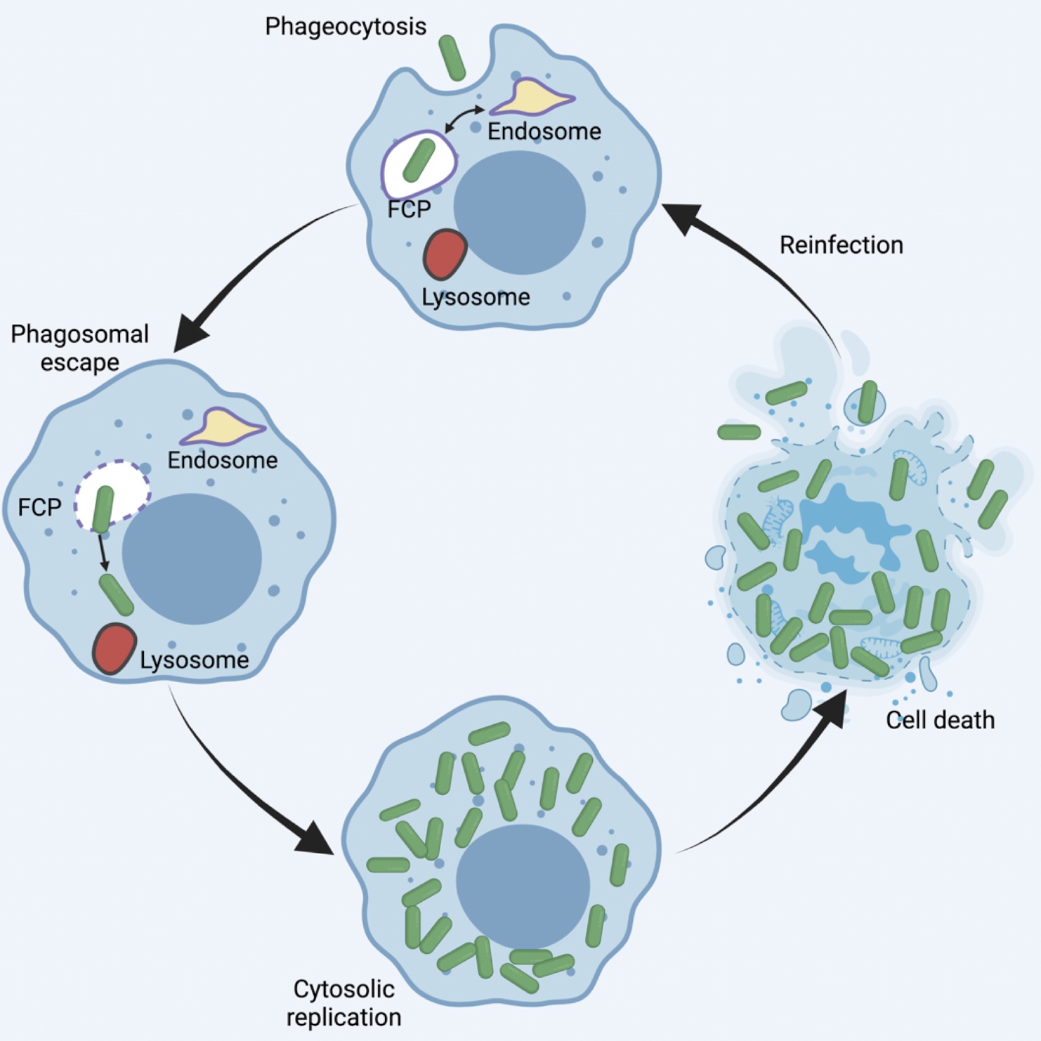 Colony-forming unit data for Francisella philomiragia infection